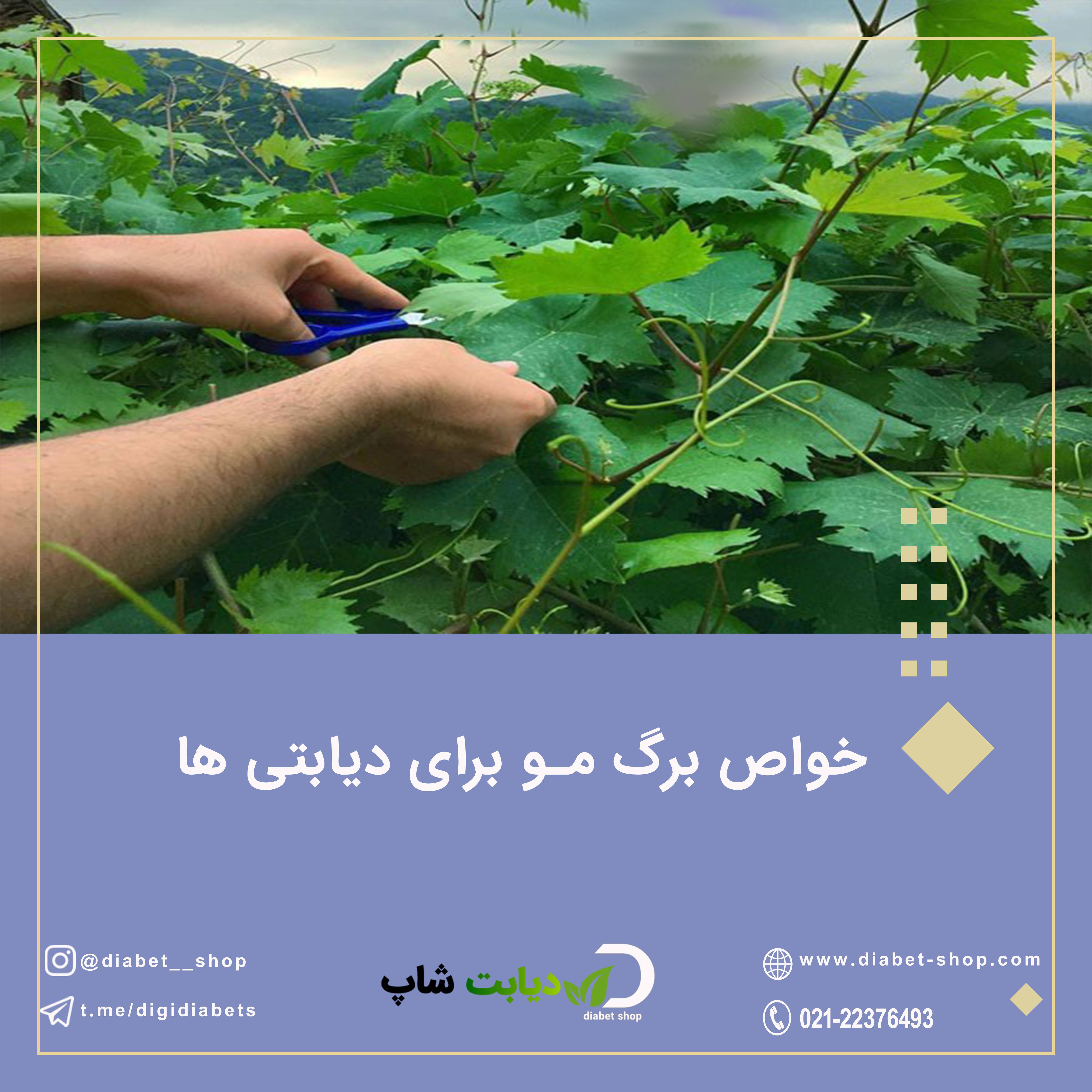 خواص برگ مو برای دیابتی ها