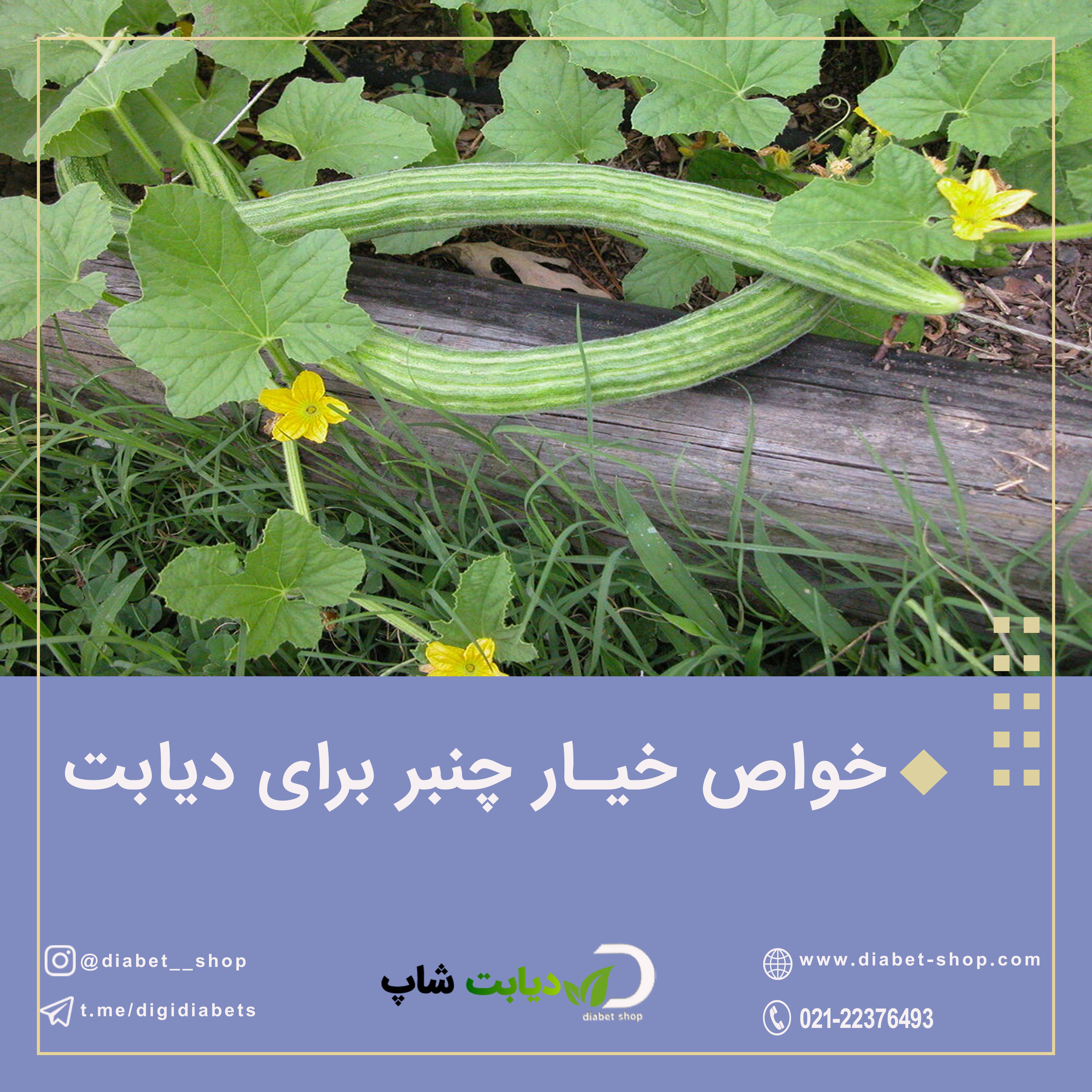 خواص خیار چنبر برای دیابت